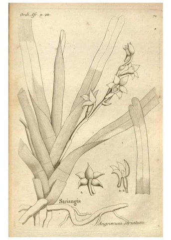 Reproducción/Reproduction 49121628257: Histoire particulière des plantes Orchidées recueillies sur les trois îles australes d'Afrique, de France, de Bourbon et de Madagascar /. Paris :L'auteur,1822.. 