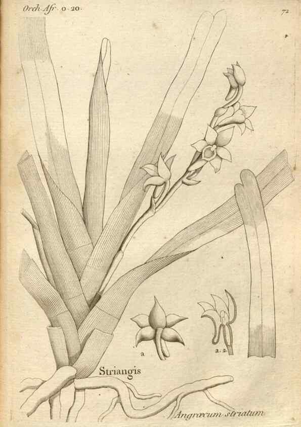 Reproducción/Reproduction 49121628257: Histoire particulière des plantes Orchidées recueillies sur les trois îles australes d'Afrique, de France, de Bourbon et de Madagascar /. Paris :L'auteur,1822.. 