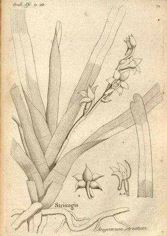 Reproducción/Reproduction 49121628257: Histoire particulière des plantes Orchidées recueillies sur les trois îles australes d'Afrique, de France, de Bourbon et de Madagascar /. Paris :L'auteur,1822.. 
