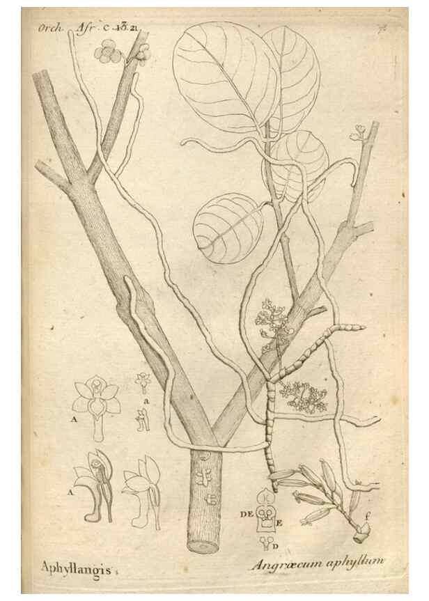 Reproducción/Reproduction 49120935173: Histoire particulière des plantes Orchidées recueillies sur les trois îles australes d'Afrique, de France, de Bourbon et de Madagascar /. Paris :L'auteur,1822.. 