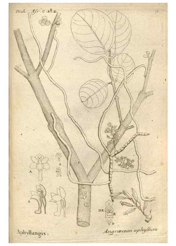 Reproducción/Reproduction 49120935173: Histoire particulière des plantes Orchidées recueillies sur les trois îles australes d'Afrique, de France, de Bourbon et de Madagascar /. Paris :L'auteur,1822.. 