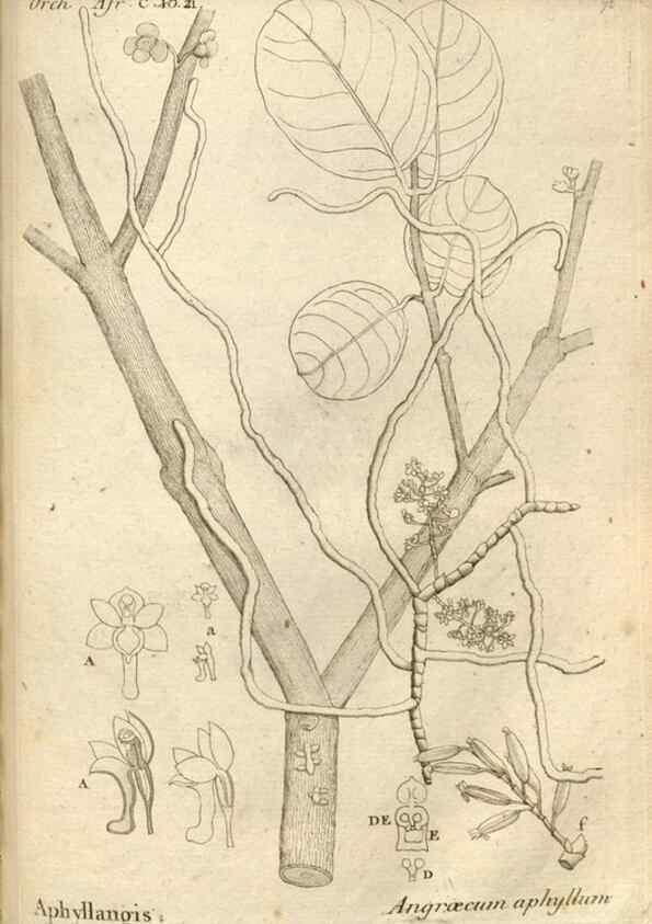 Reproducción/Reproduction 49120935173: Histoire particulière des plantes Orchidées recueillies sur les trois îles australes d'Afrique, de France, de Bourbon et de Madagascar /. Paris :L'auteur,1822.. 