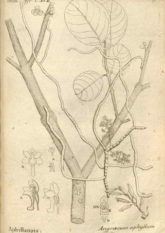 Reproducción/Reproduction 49120935173: Histoire particulière des plantes Orchidées recueillies sur les trois îles australes d'Afrique, de France, de Bourbon et de Madagascar /. Paris :L'auteur,1822.. 
