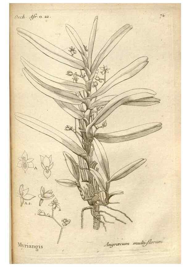 Reproducción/Reproduction 49120935453: Histoire particulière des plantes Orchidées recueillies sur les trois îles australes d'Afrique, de France, de Bourbon et de Madagascar /. Paris :L'auteur,1822.. 