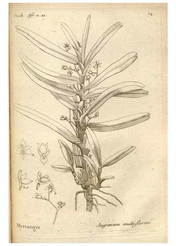 Reproducción/Reproduction 49120935453: Histoire particulière des plantes Orchidées recueillies sur les trois îles australes d'Afrique, de France, de Bourbon et de Madagascar /. Paris :L'auteur,1822.. 