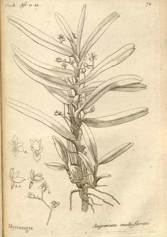 Reproducción/Reproduction 49120935453: Histoire particulière des plantes Orchidées recueillies sur les trois îles australes d'Afrique, de France, de Bourbon et de Madagascar /. Paris :L'auteur,1822.. 