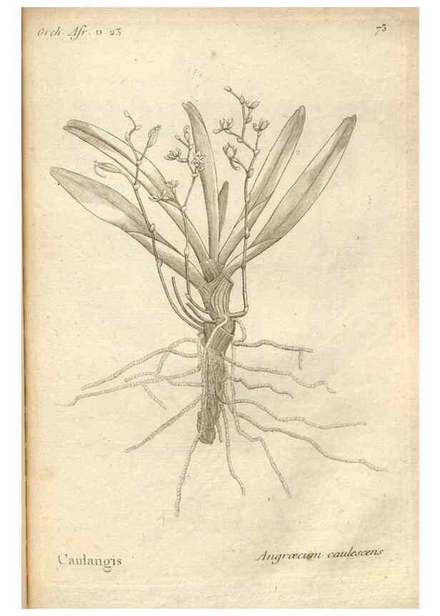 Reproducción/Reproduction 49121438281: Histoire particulière des plantes Orchidées recueillies sur les trois îles australes d'Afrique, de France, de Bourbon et de Madagascar /. Paris :L'auteur,1822.. 