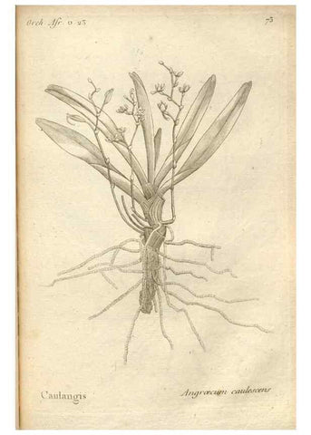 Reproducción/Reproduction 49121438281: Histoire particulière des plantes Orchidées recueillies sur les trois îles australes d'Afrique, de France, de Bourbon et de Madagascar /. Paris :L'auteur,1822.. 