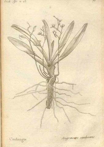 Reproducción/Reproduction 49121438281: Histoire particulière des plantes Orchidées recueillies sur les trois îles australes d'Afrique, de France, de Bourbon et de Madagascar /. Paris :L'auteur,1822.. 