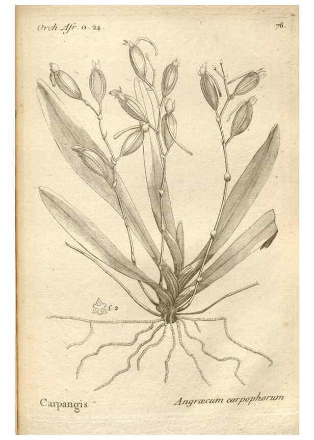 Reproducción/Reproduction 49120936253: Histoire particulière des plantes Orchidées recueillies sur les trois îles australes d'Afrique, de France, de Bourbon et de Madagascar /. Paris :L'auteur,1822.. 