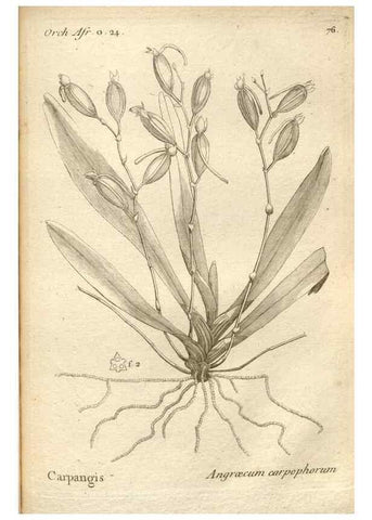 Reproducción/Reproduction 49120936253: Histoire particulière des plantes Orchidées recueillies sur les trois îles australes d'Afrique, de France, de Bourbon et de Madagascar /. Paris :L'auteur,1822.. 