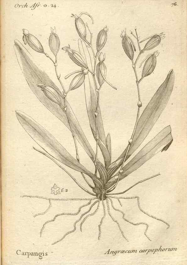 Reproducción/Reproduction 49120936253: Histoire particulière des plantes Orchidées recueillies sur les trois îles australes d'Afrique, de France, de Bourbon et de Madagascar /. Paris :L'auteur,1822.. 