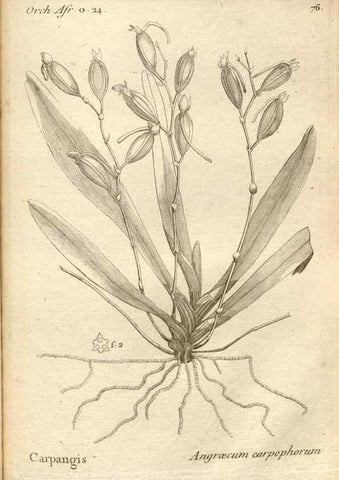 Reproducción/Reproduction 49120936253: Histoire particulière des plantes Orchidées recueillies sur les trois îles australes d'Afrique, de France, de Bourbon et de Madagascar /. Paris :L'auteur,1822.. 