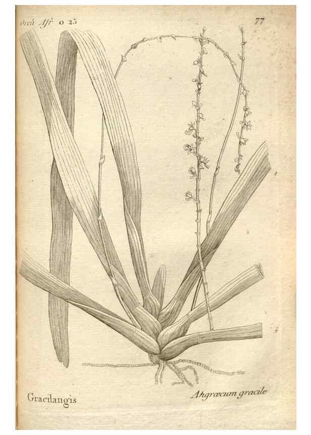 Reproducción/Reproduction 49121438901: Histoire particulière des plantes Orchidées recueillies sur les trois îles australes d'Afrique, de France, de Bourbon et de Madagascar /. Paris :L'auteur,1822.. 