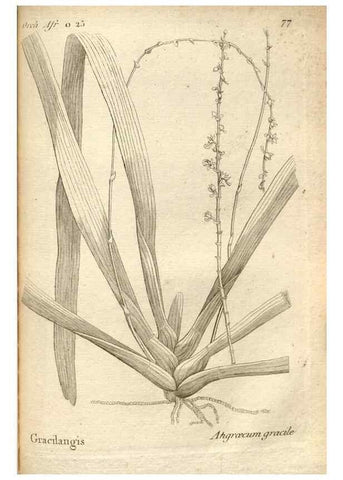 Reproducción/Reproduction 49121438901: Histoire particulière des plantes Orchidées recueillies sur les trois îles australes d'Afrique, de France, de Bourbon et de Madagascar /. Paris :L'auteur,1822.. 