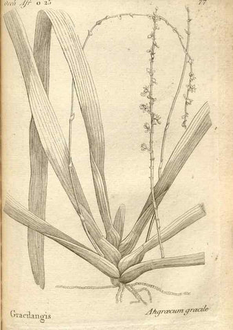 Reproducción/Reproduction 49121438901: Histoire particulière des plantes Orchidées recueillies sur les trois îles australes d'Afrique, de France, de Bourbon et de Madagascar /. Paris :L'auteur,1822.. 