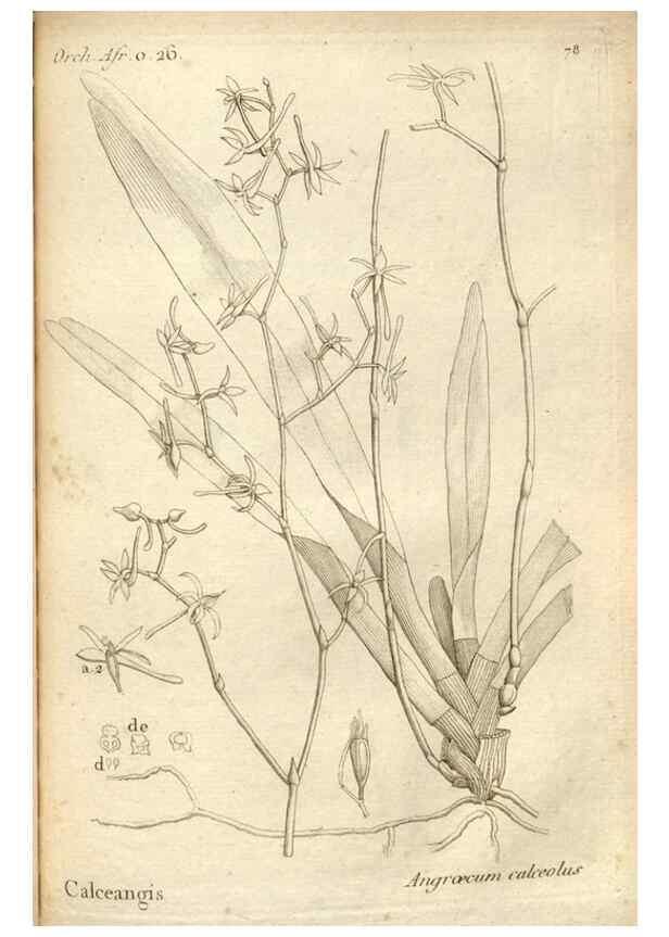 Reproducción/Reproduction 49120936888: Histoire particulière des plantes Orchidées recueillies sur les trois îles australes d'Afrique, de France, de Bourbon et de Madagascar /. Paris :L'auteur,1822.. 