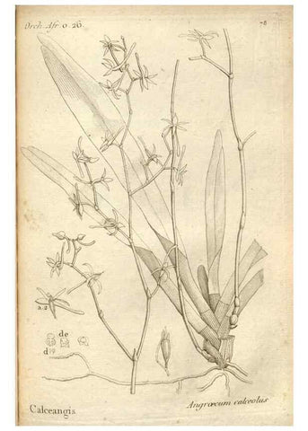 Reproducción/Reproduction 49120936888: Histoire particulière des plantes Orchidées recueillies sur les trois îles australes d'Afrique, de France, de Bourbon et de Madagascar /. Paris :L'auteur,1822.. 