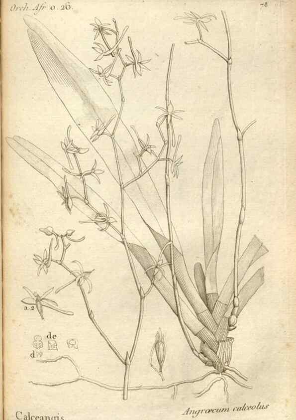 Reproducción/Reproduction 49120936888: Histoire particulière des plantes Orchidées recueillies sur les trois îles australes d'Afrique, de France, de Bourbon et de Madagascar /. Paris :L'auteur,1822.. 