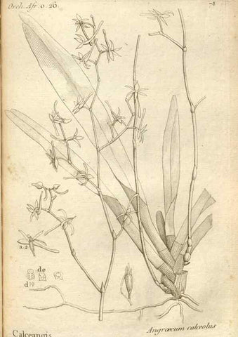 Reproducción/Reproduction 49120936888: Histoire particulière des plantes Orchidées recueillies sur les trois îles australes d'Afrique, de France, de Bourbon et de Madagascar /. Paris :L'auteur,1822.. 