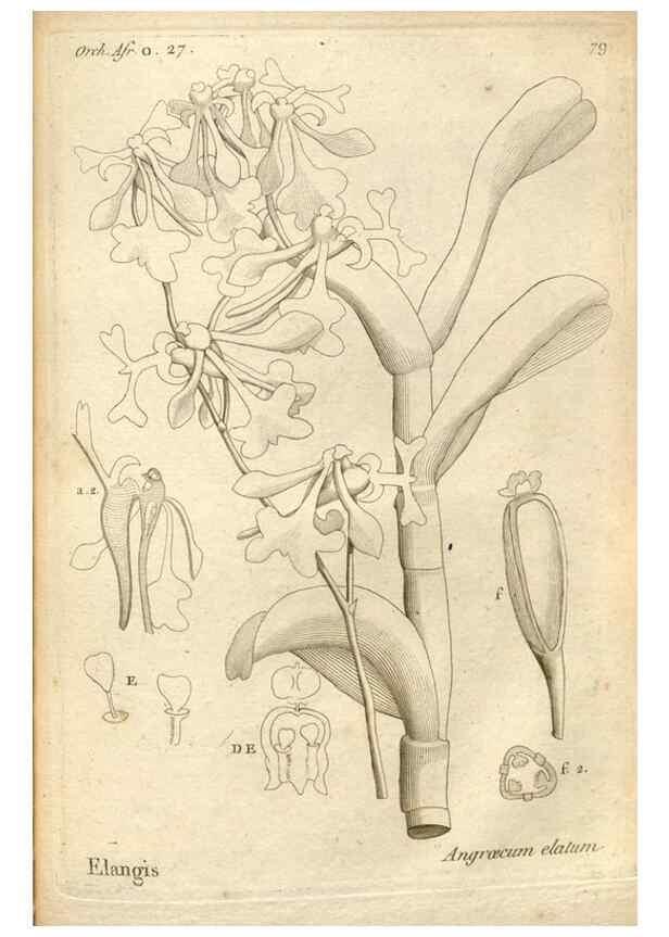 Reproducción/Reproduction 49121439566: Histoire particulière des plantes Orchidées recueillies sur les trois îles australes d'Afrique, de France, de Bourbon et de Madagascar /. Paris :L'auteur,1822.. 