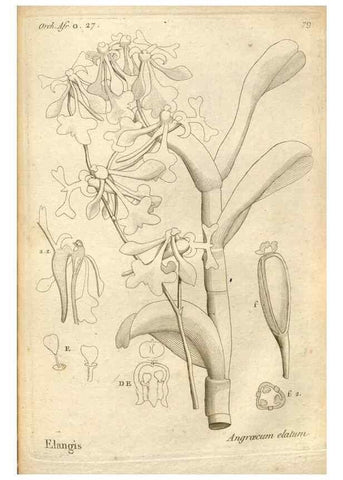 Reproducción/Reproduction 49121439566: Histoire particulière des plantes Orchidées recueillies sur les trois îles australes d'Afrique, de France, de Bourbon et de Madagascar /. Paris :L'auteur,1822.. 