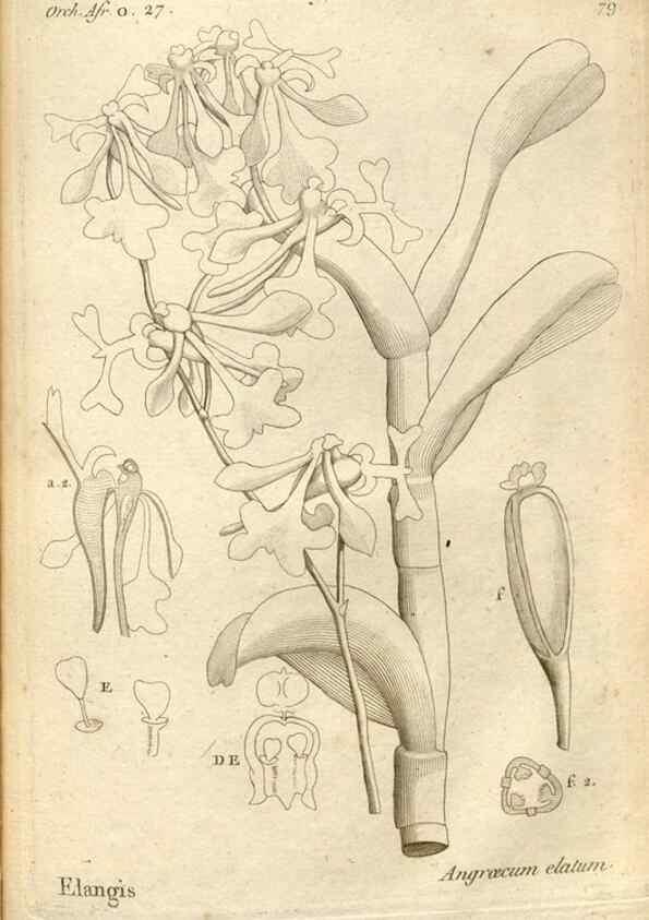 Reproducción/Reproduction 49121439566: Histoire particulière des plantes Orchidées recueillies sur les trois îles australes d'Afrique, de France, de Bourbon et de Madagascar /. Paris :L'auteur,1822.. 
