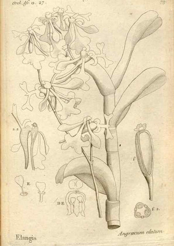 Reproducción/Reproduction 49121439566: Histoire particulière des plantes Orchidées recueillies sur les trois îles australes d'Afrique, de France, de Bourbon et de Madagascar /. Paris :L'auteur,1822.. 