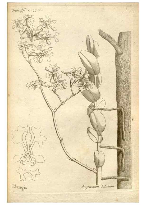 Reproducción/Reproduction 49120937513: Histoire particulière des plantes Orchidées recueillies sur les trois îles australes d'Afrique, de France, de Bourbon et de Madagascar /. Paris :L'auteur,1822.. 