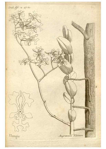 Reproducción/Reproduction 49120937513: Histoire particulière des plantes Orchidées recueillies sur les trois îles australes d'Afrique, de France, de Bourbon et de Madagascar /. Paris :L'auteur,1822.. 