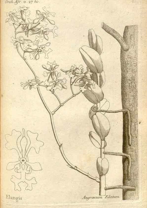 Reproducción/Reproduction 49120937513: Histoire particulière des plantes Orchidées recueillies sur les trois îles australes d'Afrique, de France, de Bourbon et de Madagascar /. Paris :L'auteur,1822.. 