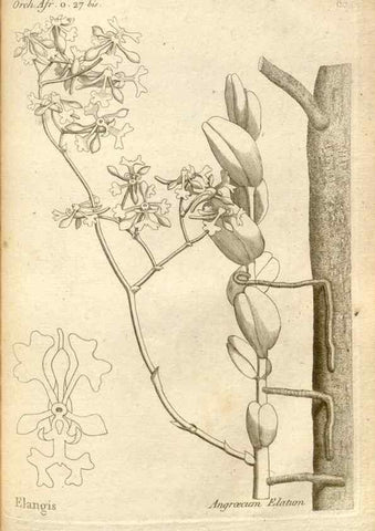 Reproducción/Reproduction 49120937513: Histoire particulière des plantes Orchidées recueillies sur les trois îles australes d'Afrique, de France, de Bourbon et de Madagascar /. Paris :L'auteur,1822.. 