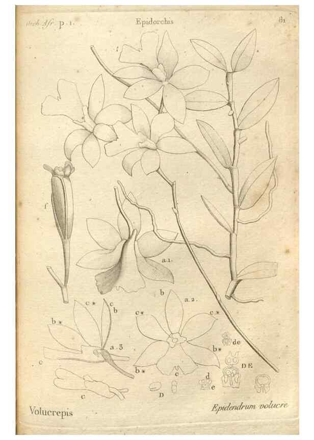 Reproducción/Reproduction 49121440181: Histoire particulière des plantes Orchidées recueillies sur les trois îles australes d'Afrique, de France, de Bourbon et de Madagascar /. Paris :L'auteur,1822.. 