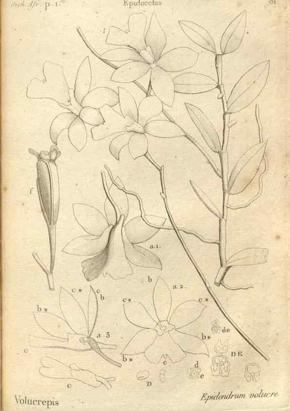 Reproducción/Reproduction 49121440181: Histoire particulière des plantes Orchidées recueillies sur les trois îles australes d'Afrique, de France, de Bourbon et de Madagascar /. Paris :L'auteur,1822.. 