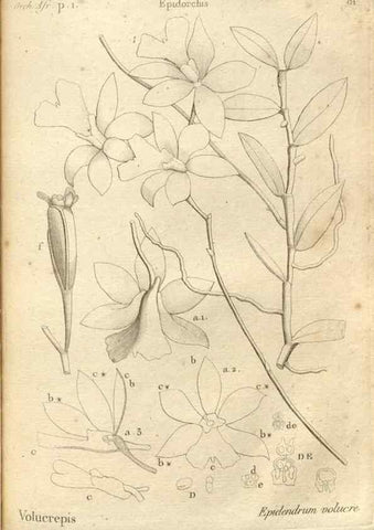 Reproducción/Reproduction 49121440181: Histoire particulière des plantes Orchidées recueillies sur les trois îles australes d'Afrique, de France, de Bourbon et de Madagascar /. Paris :L'auteur,1822.. 