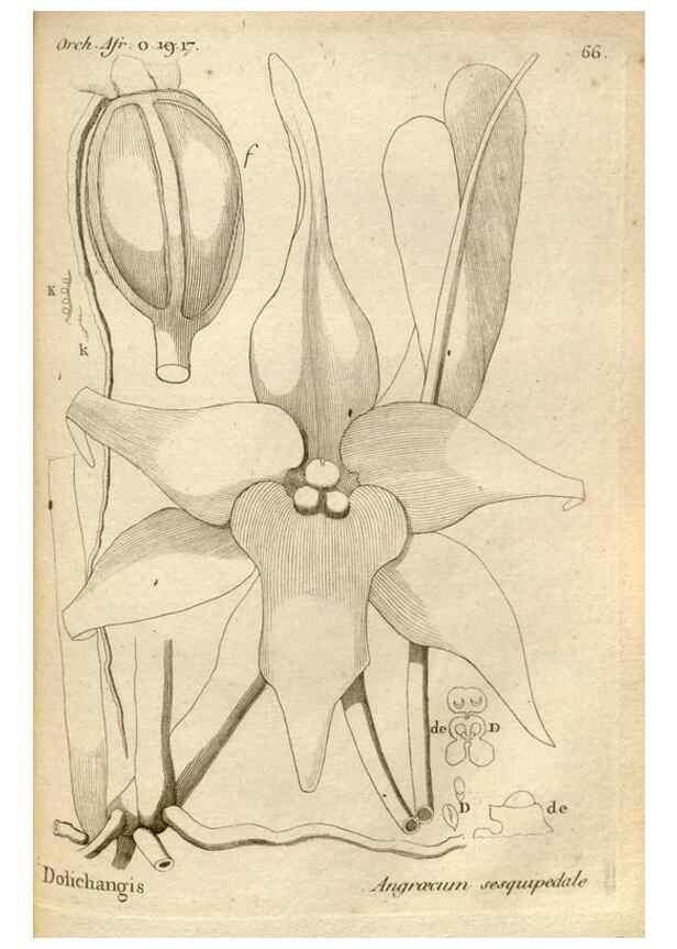 Reproducción/Reproduction 49121626157: Histoire particulière des plantes Orchidées recueillies sur les trois îles australes d'Afrique, de France, de Bourbon et de Madagascar /. Paris :L'auteur,1822.. 