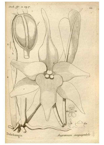 Reproducción/Reproduction 49121626157: Histoire particulière des plantes Orchidées recueillies sur les trois îles australes d'Afrique, de France, de Bourbon et de Madagascar /. Paris :L'auteur,1822.. 