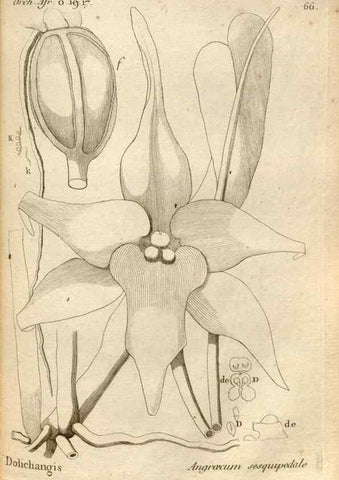 Reproducción/Reproduction 49121626157: Histoire particulière des plantes Orchidées recueillies sur les trois îles australes d'Afrique, de France, de Bourbon et de Madagascar /. Paris :L'auteur,1822.. 