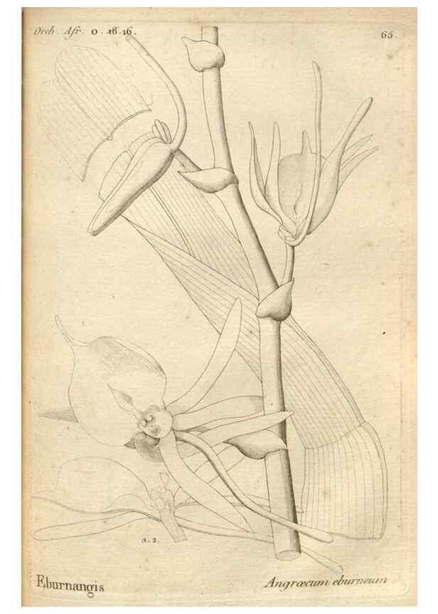 Reproducción/Reproduction 49121435506: Histoire particulière des plantes Orchidées recueillies sur les trois îles australes d'Afrique, de France, de Bourbon et de Madagascar /. Paris :L'auteur,1822.. 