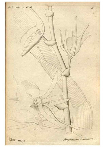 Reproducción/Reproduction 49121435506: Histoire particulière des plantes Orchidées recueillies sur les trois îles australes d'Afrique, de France, de Bourbon et de Madagascar /. Paris :L'auteur,1822.. 