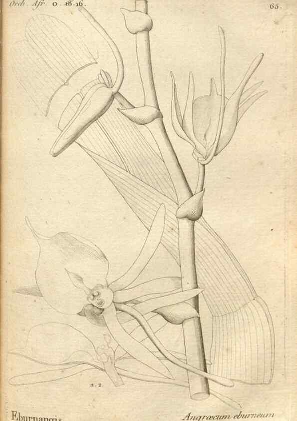Reproducción/Reproduction 49121435506: Histoire particulière des plantes Orchidées recueillies sur les trois îles australes d'Afrique, de France, de Bourbon et de Madagascar /. Paris :L'auteur,1822.. 