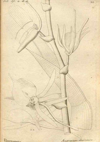 Reproducción/Reproduction 49121435506: Histoire particulière des plantes Orchidées recueillies sur les trois îles australes d'Afrique, de France, de Bourbon et de Madagascar /. Paris :L'auteur,1822.. 