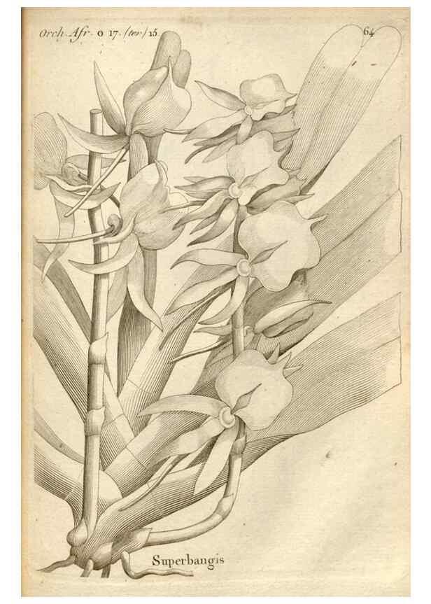 Reproducción/Reproduction 49120932388: Histoire particulière des plantes Orchidées recueillies sur les trois îles australes d'Afrique, de France, de Bourbon et de Madagascar /. Paris :L'auteur,1822.. 