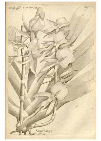 Reproducción/Reproduction 49120932388: Histoire particulière des plantes Orchidées recueillies sur les trois îles australes d'Afrique, de France, de Bourbon et de Madagascar /. Paris :L'auteur,1822.. 