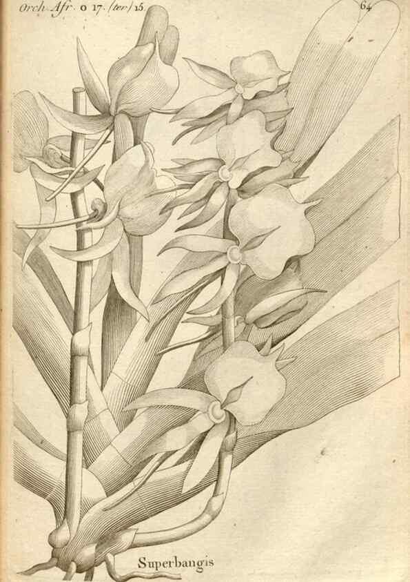 Reproducción/Reproduction 49120932388: Histoire particulière des plantes Orchidées recueillies sur les trois îles australes d'Afrique, de France, de Bourbon et de Madagascar /. Paris :L'auteur,1822.. 