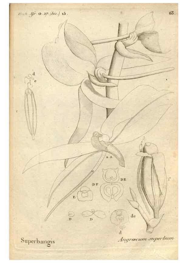 Reproducción/Reproduction 49121625087: Histoire particulière des plantes Orchidées recueillies sur les trois îles australes d'Afrique, de France, de Bourbon et de Madagascar /. Paris :L'auteur,1822.. 