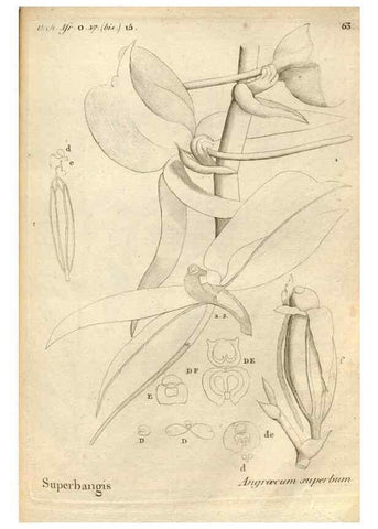 Reproducción/Reproduction 49121625087: Histoire particulière des plantes Orchidées recueillies sur les trois îles australes d'Afrique, de France, de Bourbon et de Madagascar /. Paris :L'auteur,1822.. 
