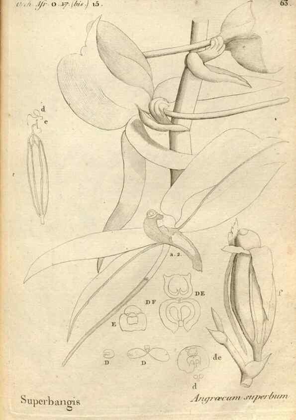 Reproducción/Reproduction 49121625087: Histoire particulière des plantes Orchidées recueillies sur les trois îles australes d'Afrique, de France, de Bourbon et de Madagascar /. Paris :L'auteur,1822.. 