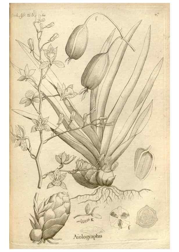 Reproducción/Reproduction 49121429946: Histoire particulière des plantes Orchidées recueillies sur les trois îles australes d'Afrique, de France, de Bourbon et de Madagascar /. Paris :L'auteur,1822.. 