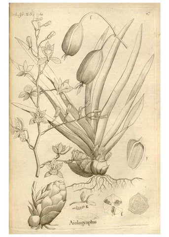 Reproducción/Reproduction 49121429946: Histoire particulière des plantes Orchidées recueillies sur les trois îles australes d'Afrique, de France, de Bourbon et de Madagascar /. Paris :L'auteur,1822.. 